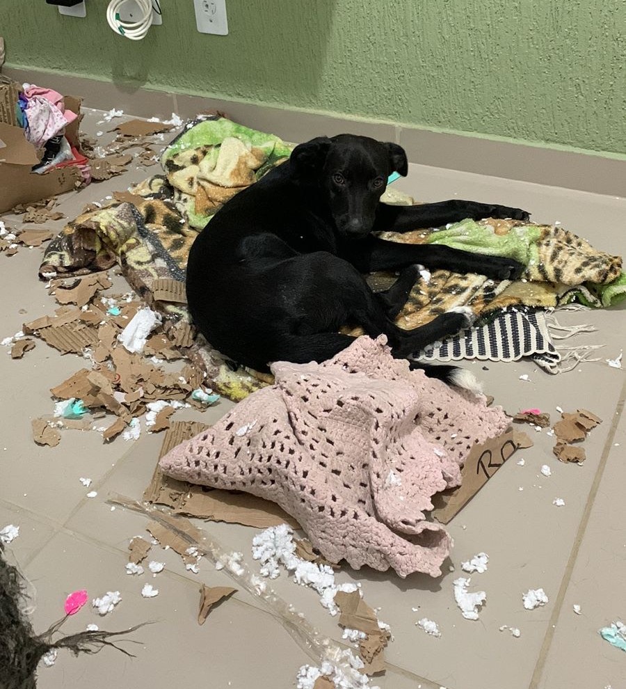 Zoe a filhote com espírito de marreta, como fazer qualquer cachorro parar de destruir a sua casa