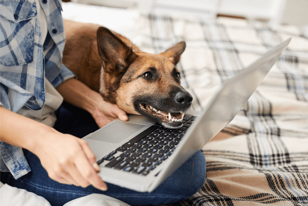 cao onlinetiny